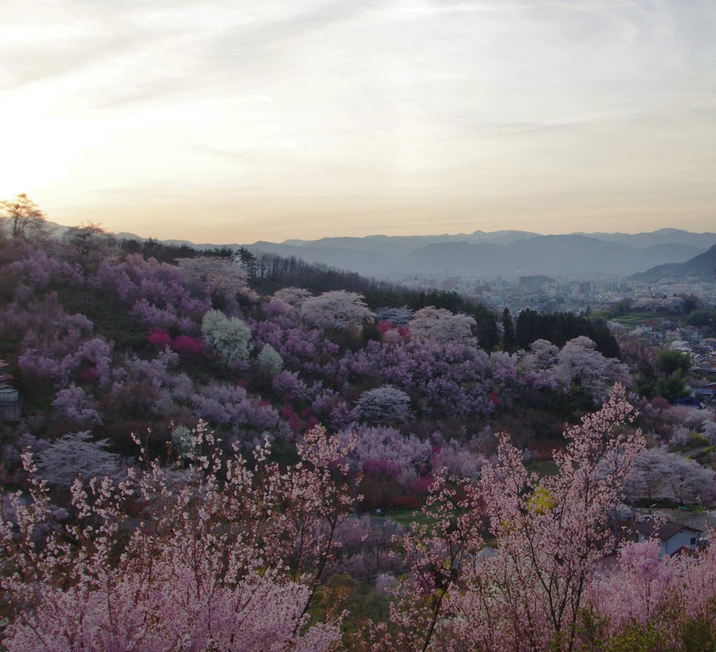 彩園