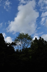 夏から秋へ