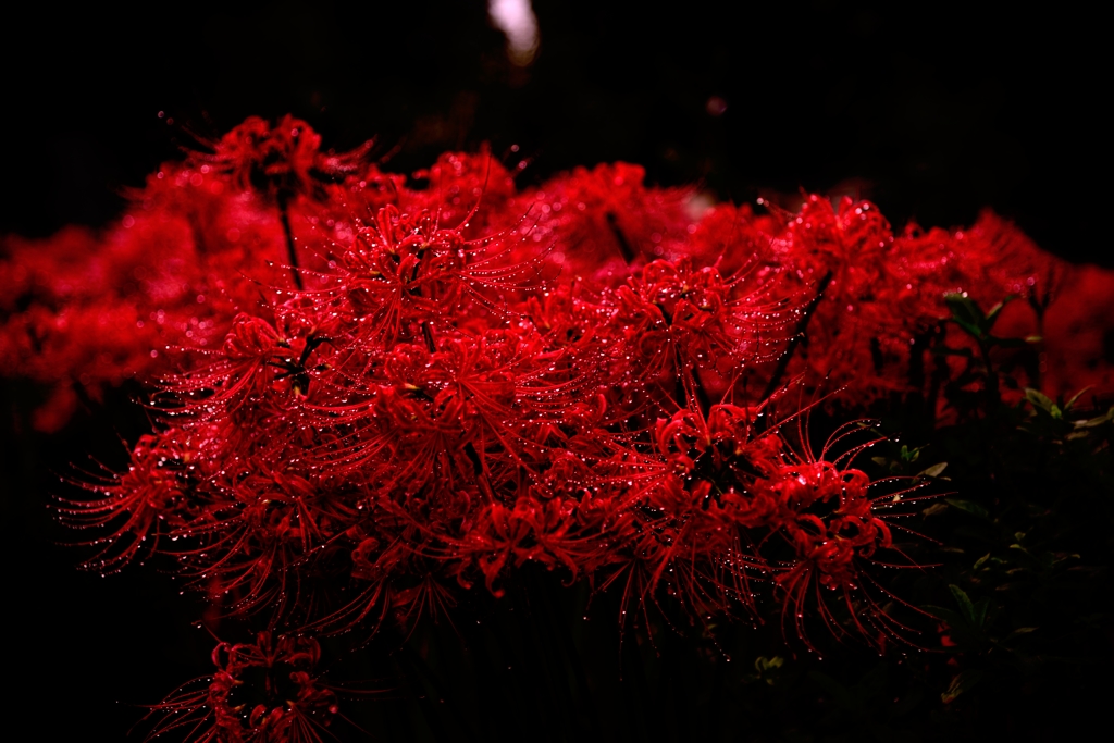 赤い花