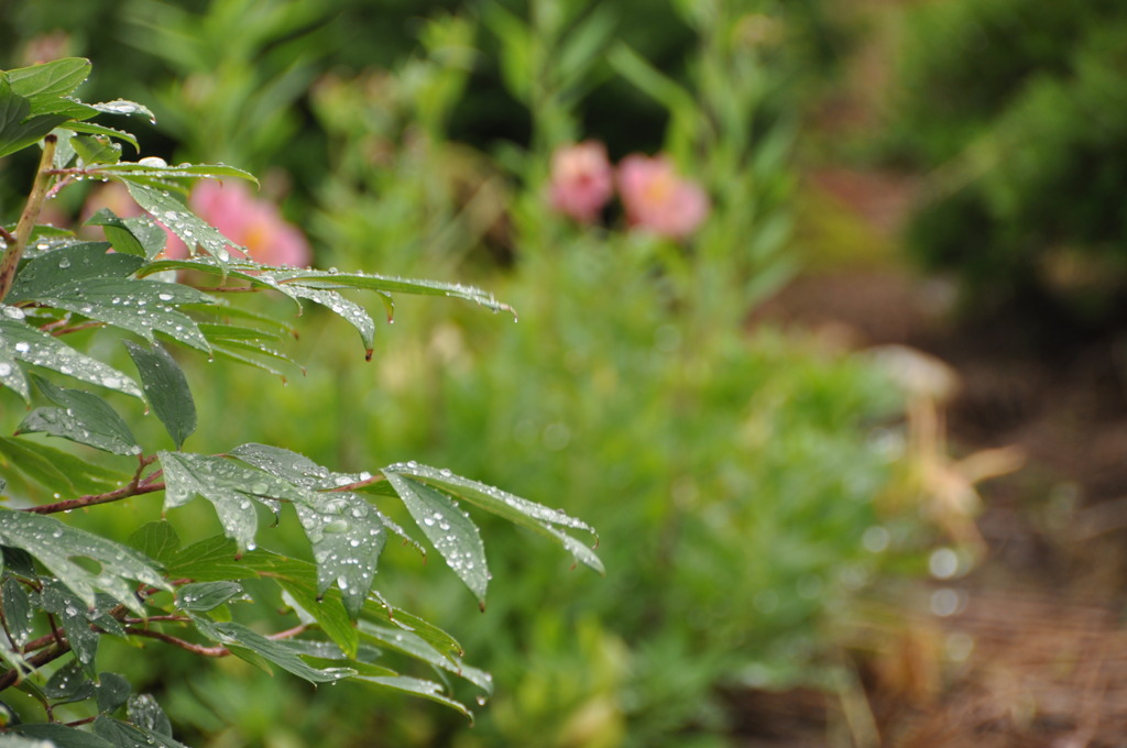 梅雨のはっぱ