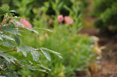 梅雨のはっぱ
