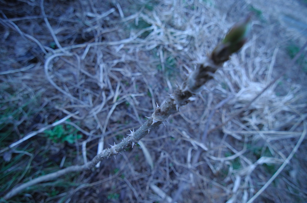 needles