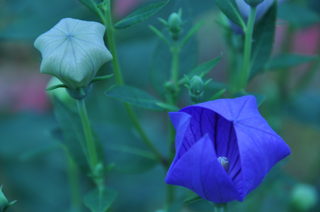 開花！