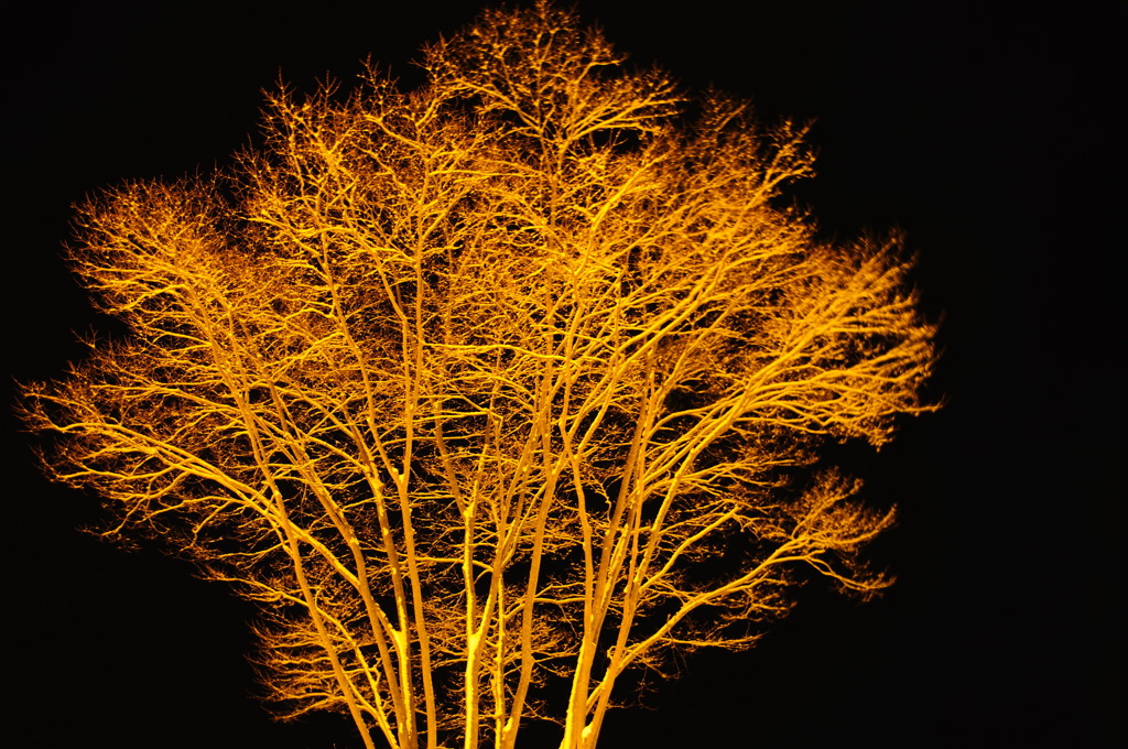 snow gold
