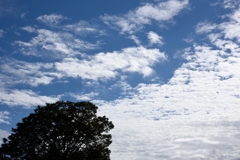 庭木と秋空