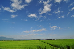 田園