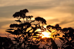 sunset flower