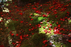 常寂光寺の落ち紅葉