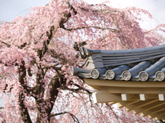 ひさしの枝垂桜