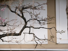枝ぶりの桜