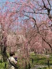 i-padの桜