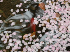 鯉の行方