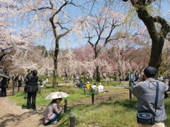 それぞれの桜
