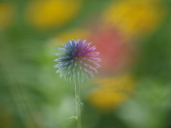 ヒゴタイの色模様