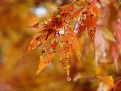 紅葉のすがた