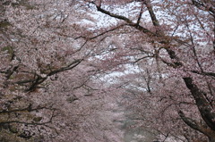 静内桜並木