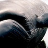 巨鯨