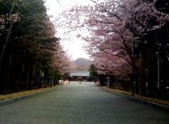 桜道