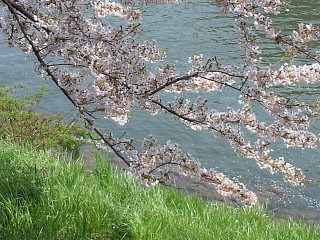 水辺に手をのばし
