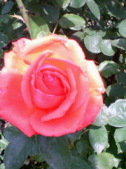 ＰｉｎｋＲｏｓｅ