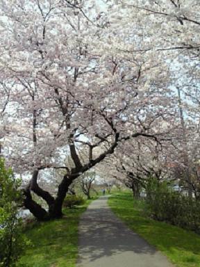 桜の小道