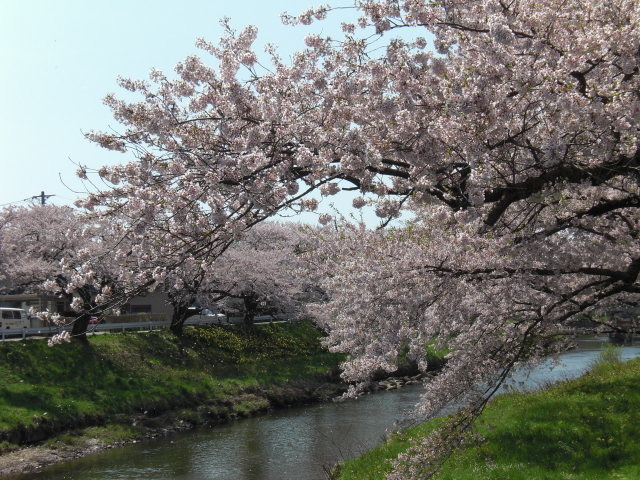 大好きな桜