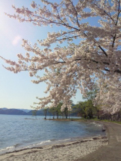 湖畔の桜