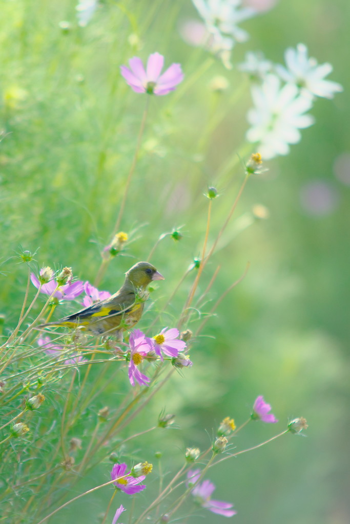 花中の野鳥