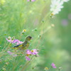 花中の野鳥