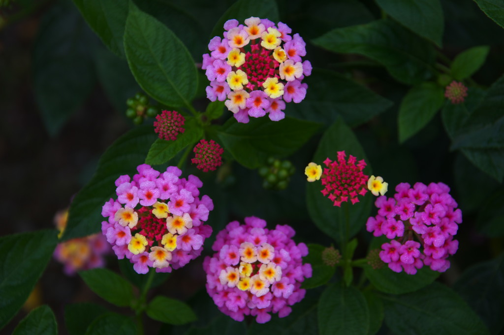 Lantana