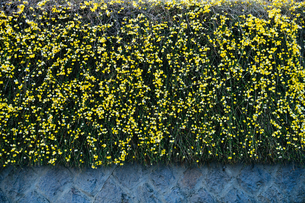石垣の黄春