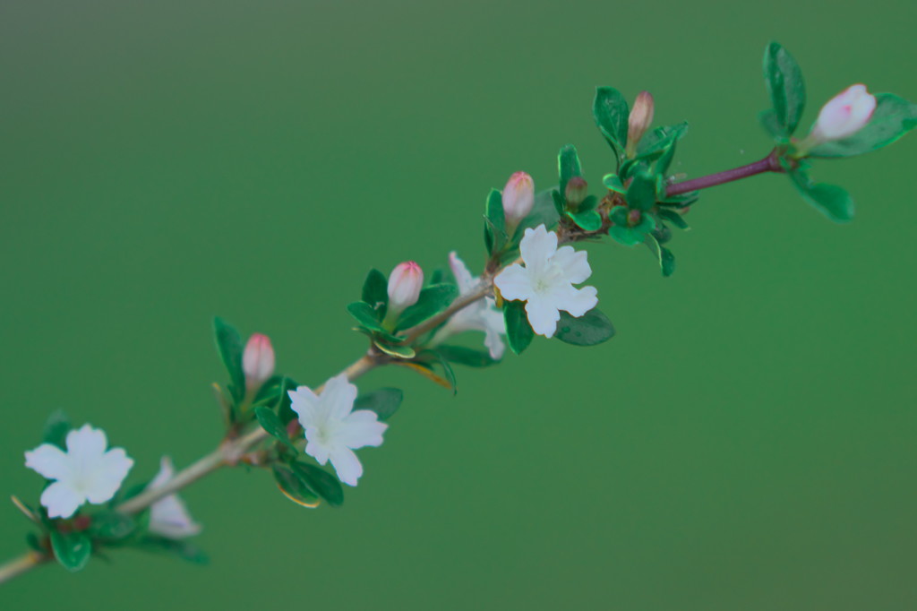 白丁花