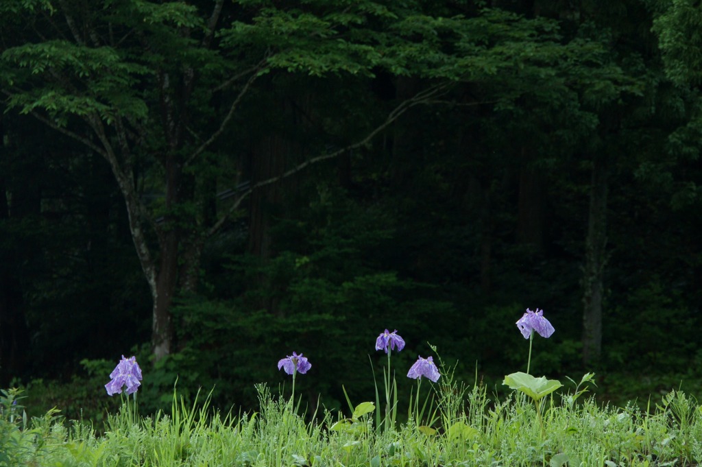 里山の花菖蒲