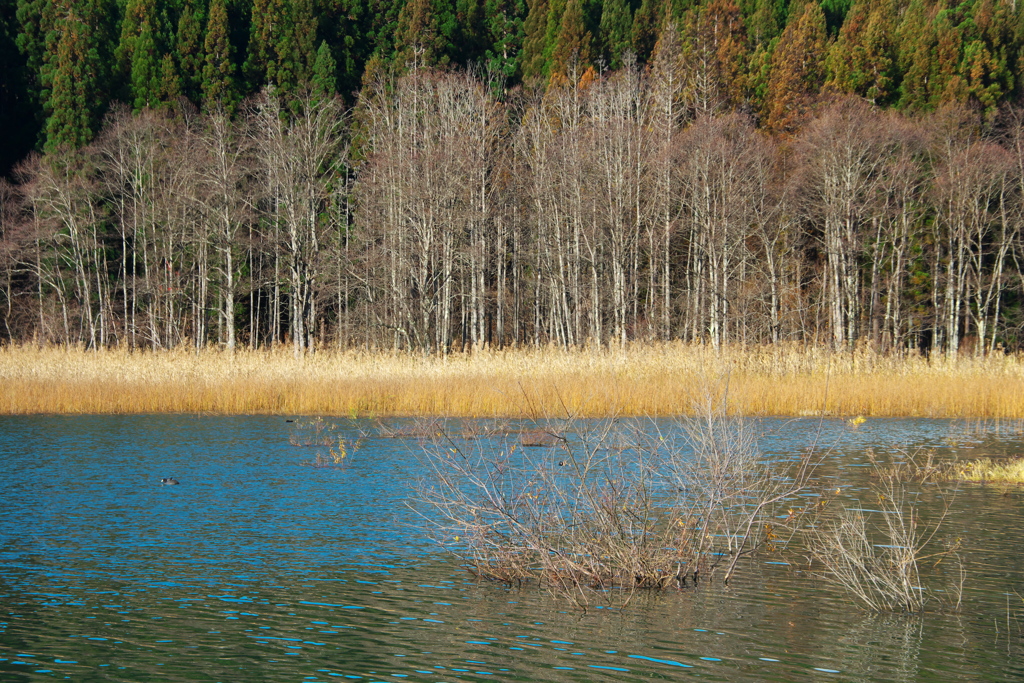 きつね色の湖畔と寒樹