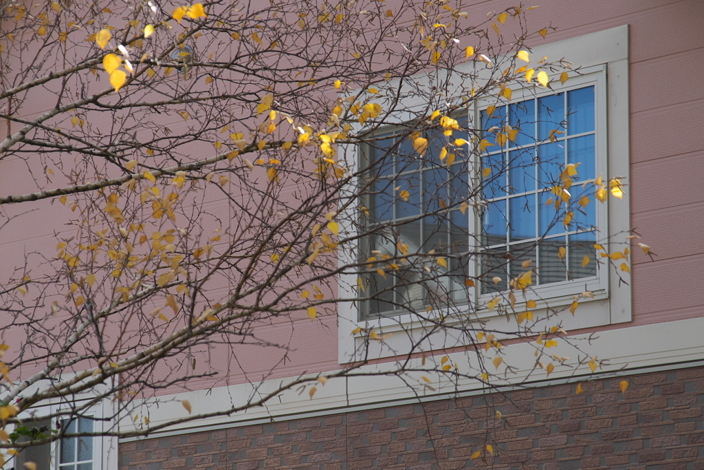 Window