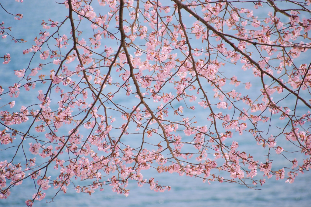 湖畔の彩り