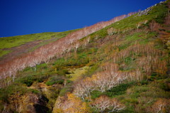 山頂付近のダケカンバ