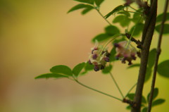 あけびの花Ⅱ