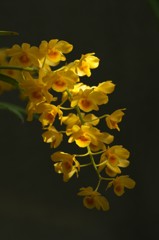 黄色の蘭