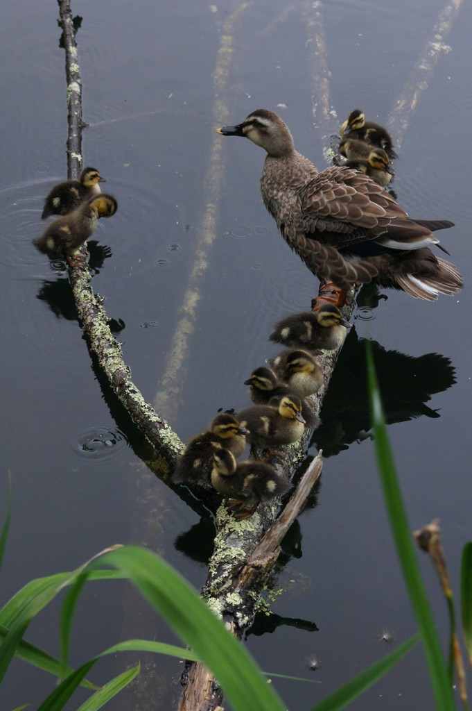 カルガモ親子の休憩