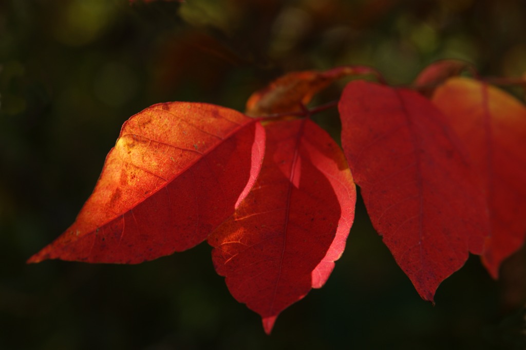 紅い葉っぱ