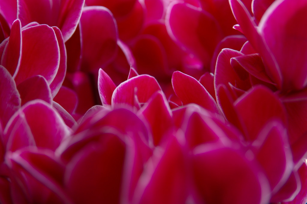 紫紅のCyclamen