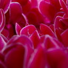 紫紅のCyclamen
