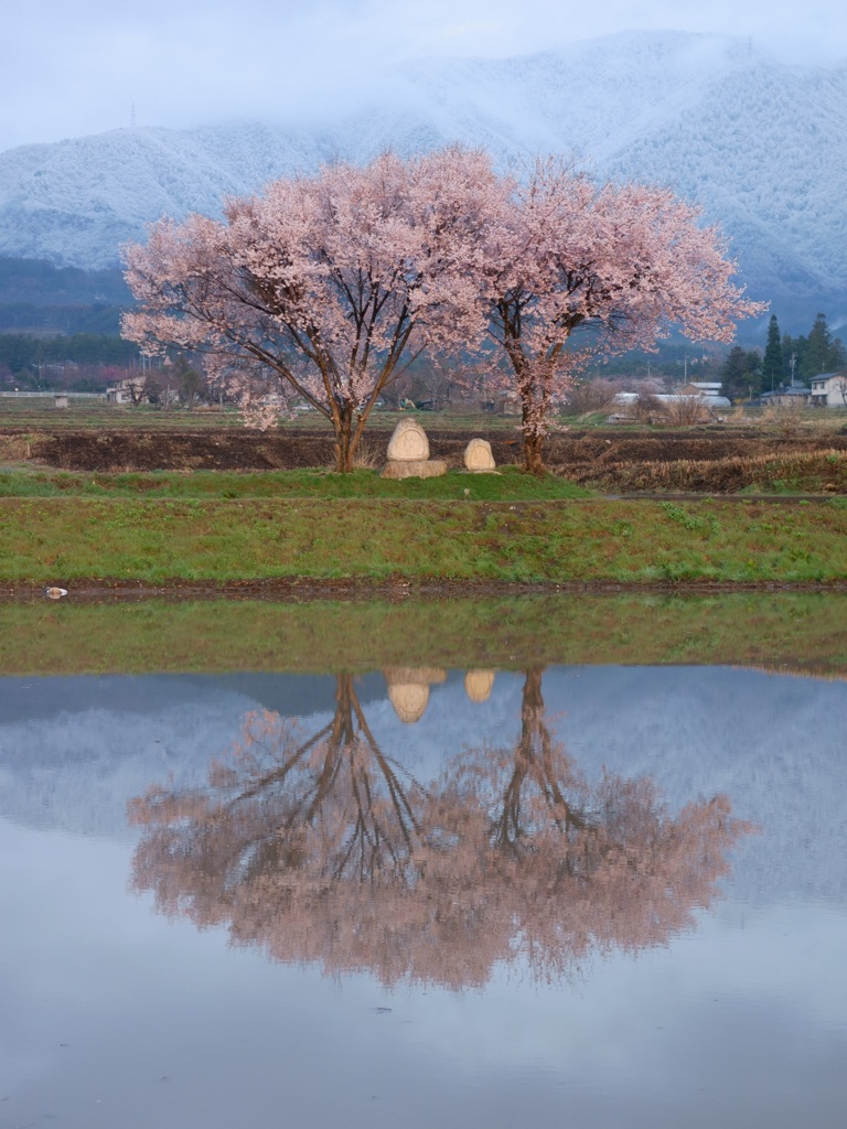 春雪