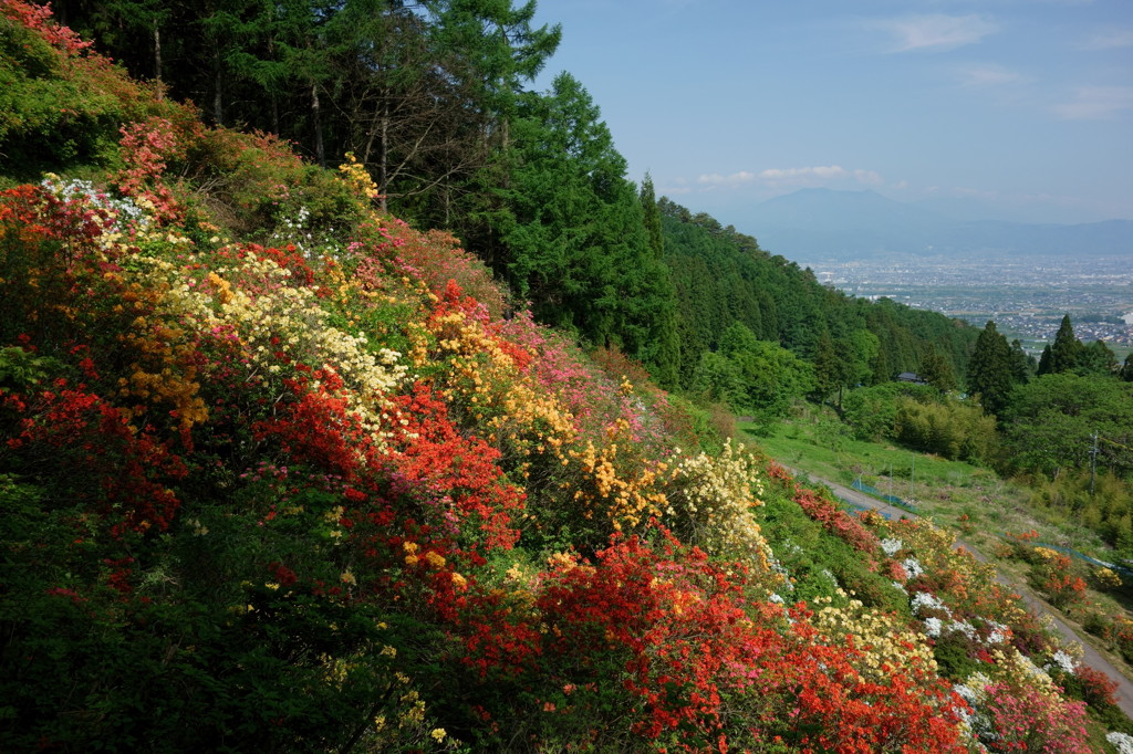 つつじ山からの眺め