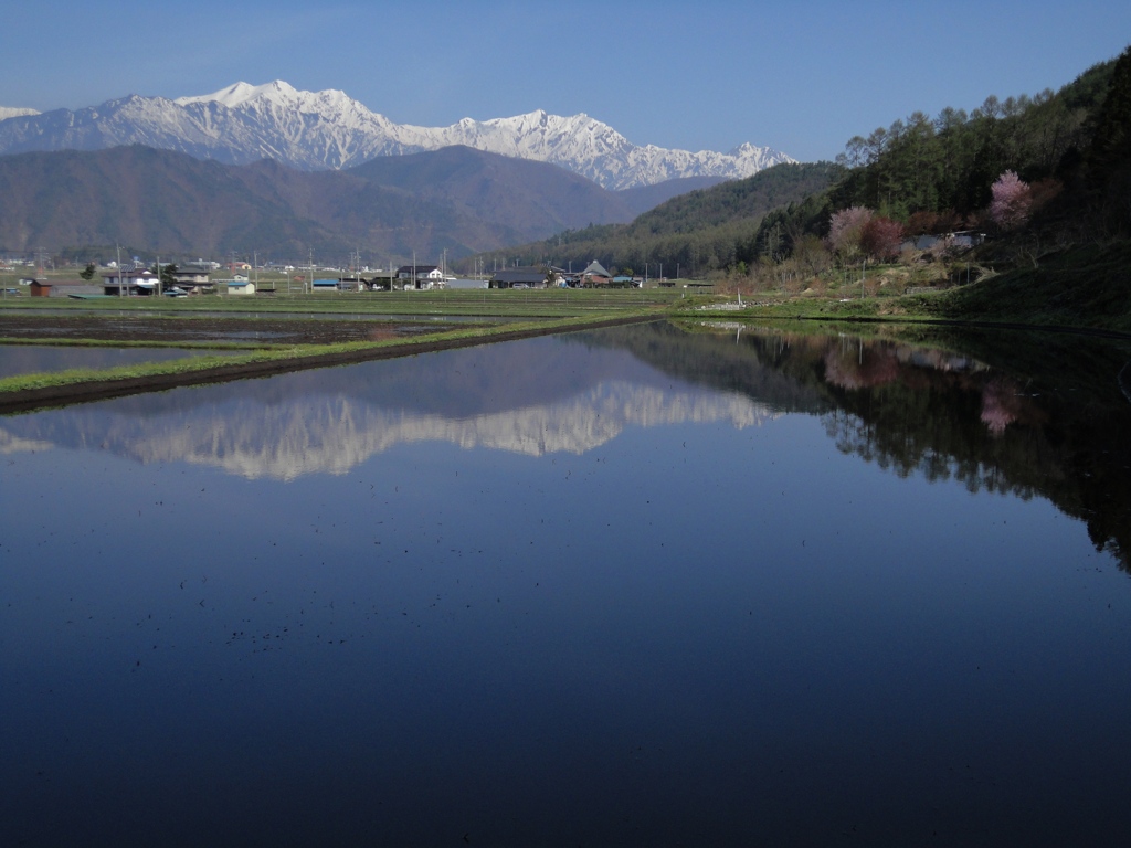 田んぼから北アルプスを望む