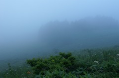 霧ヶ峰の霧