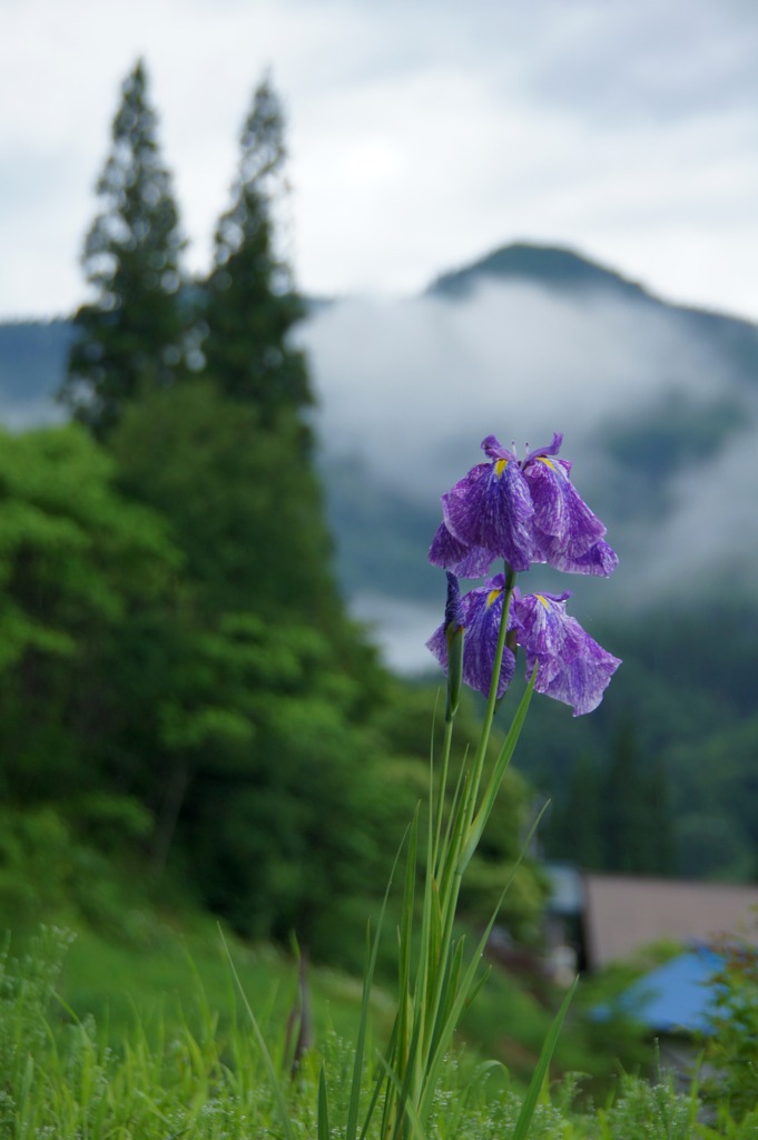 田舎の花菖蒲