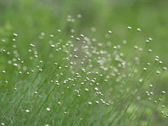 小粒な白い花