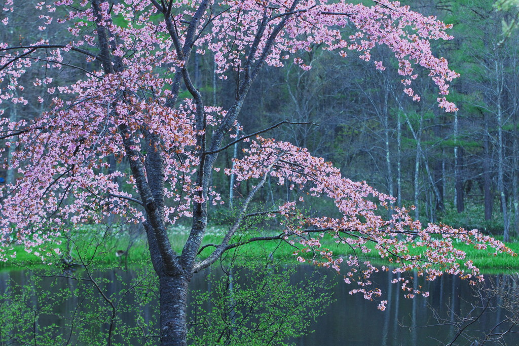 高原の桜